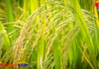 Rajasthan farmers to get loans at 3% interest