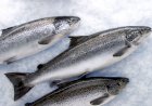 Coronavirus can survive over a week in frozen salmon