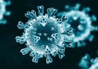 After coronavirus, bacterial infection Brucellosis outbreak in China post vaccine leak, over 3,000 infected