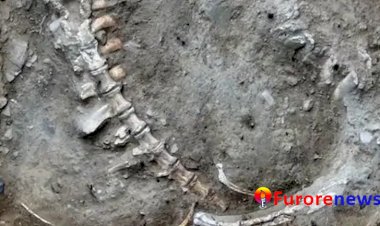 Sixth Phase Excavation - Discovery of the Big Bones