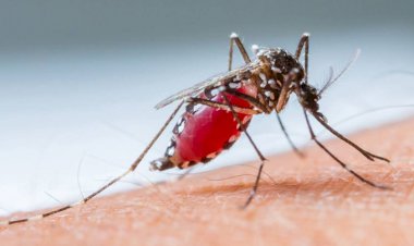 Covid-19 cannot be transmitted from mosquitoes to humans