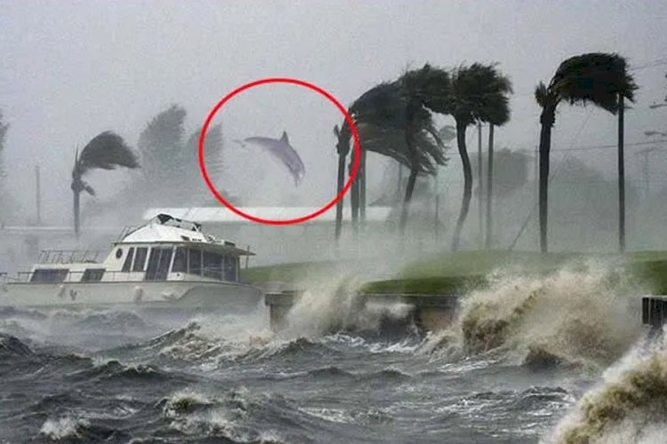 As Hurricane Laura batters US cities, NOAA plane flies through it to capture rare images from inside